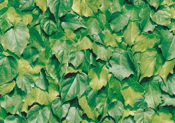 2m X 45cm GREEN LEAF LEAVES STICKY BACK PLASTIC SELF ADHESIVE VINYL